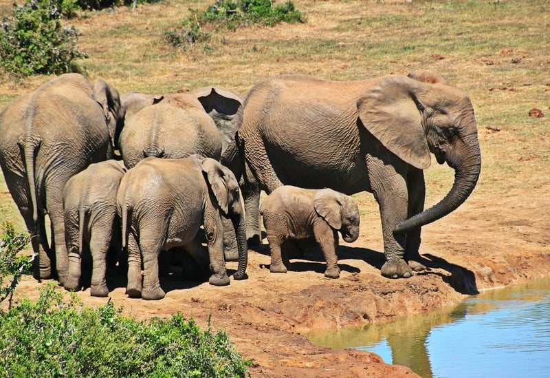 Wildlife Safari